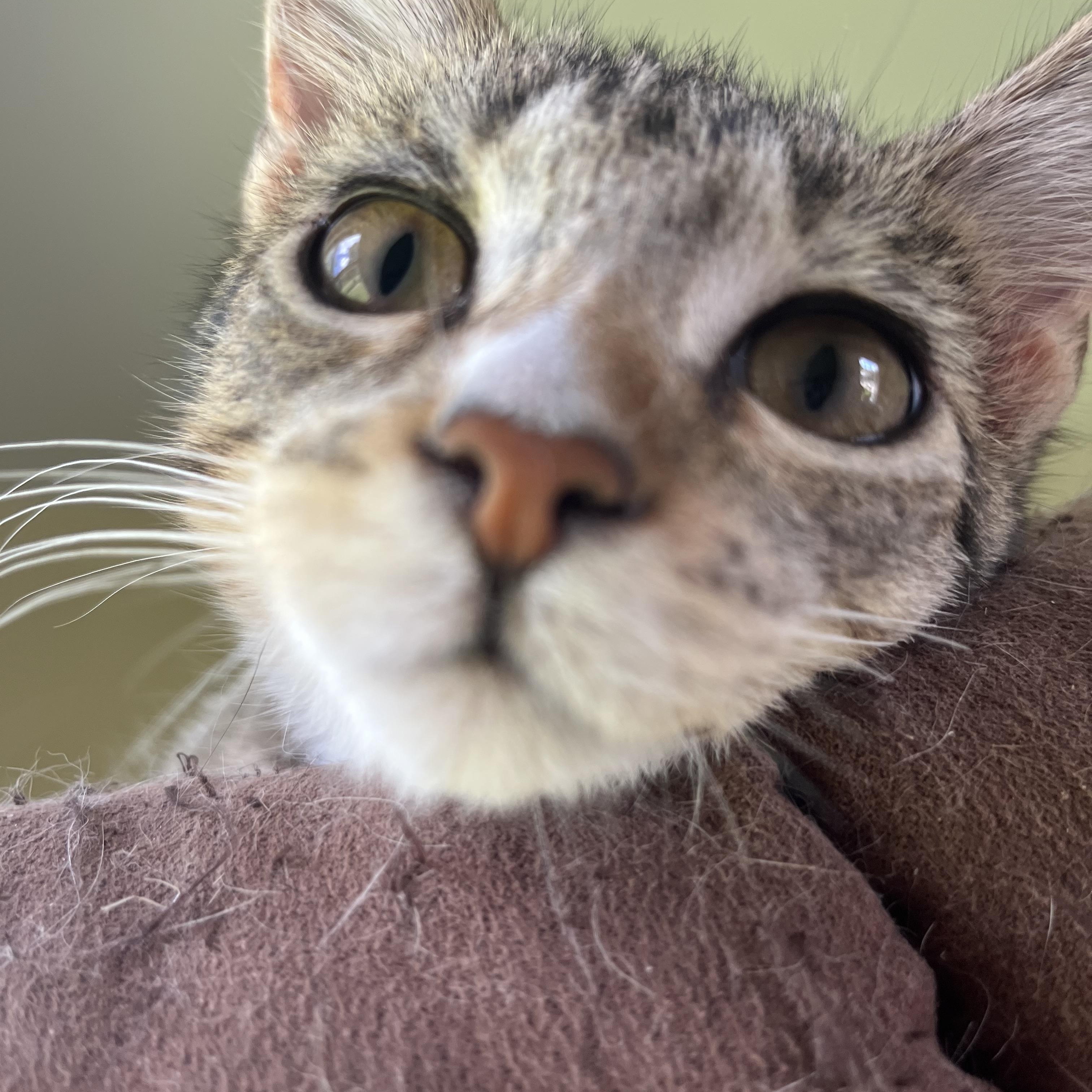 Enlarge Clove, a Adoptable Domestic Short Hair in Hammond, LA image 2/3