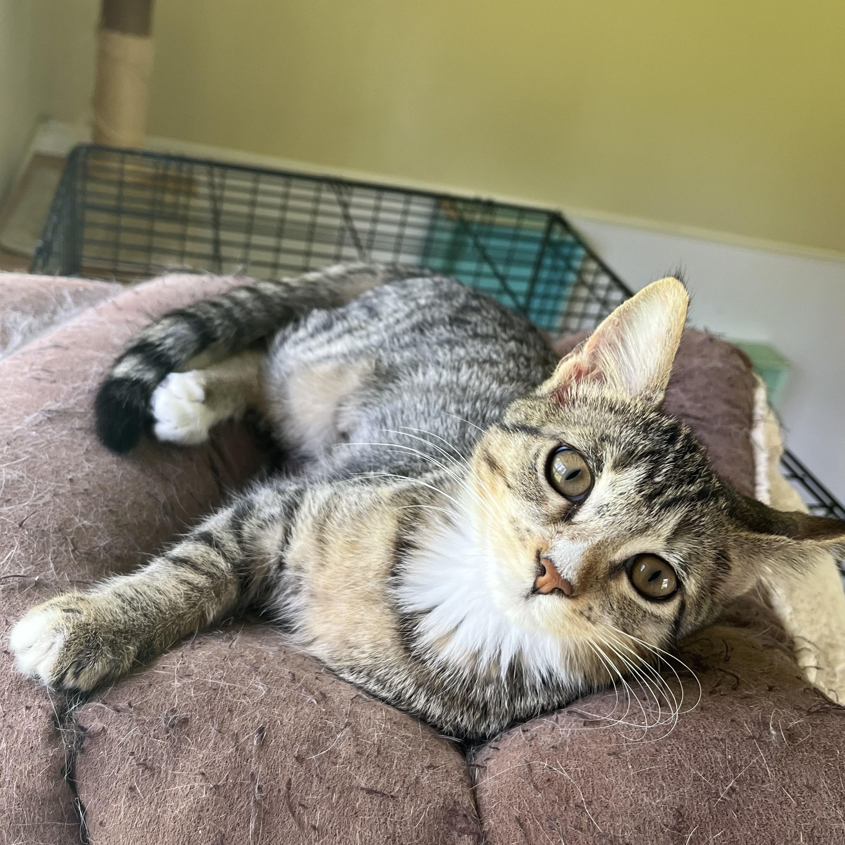 Enlarge Clove, a Adoptable Domestic Short Hair in Hammond, LA image 1/3