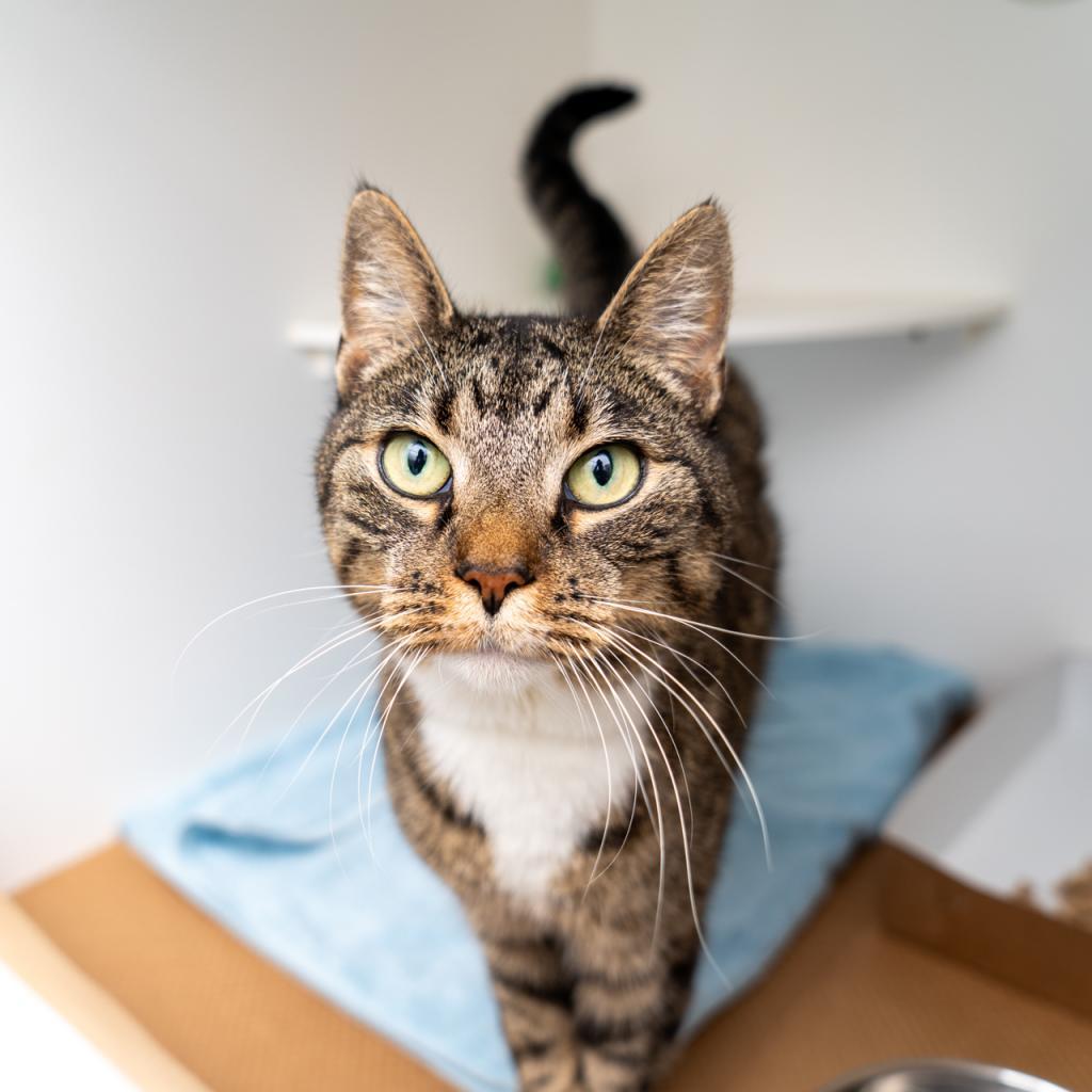 Tabitha, a Adoptable Domestic Short Hair in New York, NY image 1/2