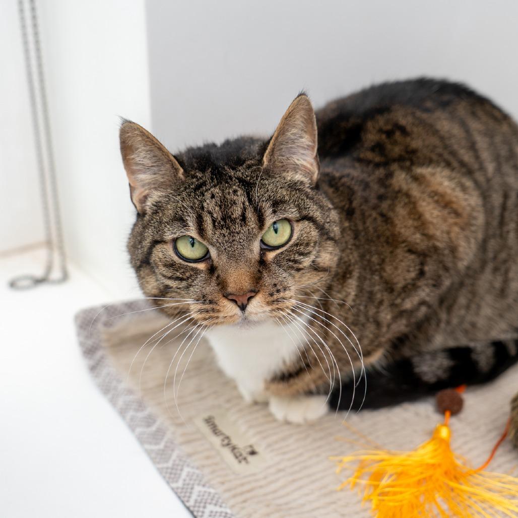 Tabitha, a Adoptable Domestic Short Hair in New York, NY image 2/2