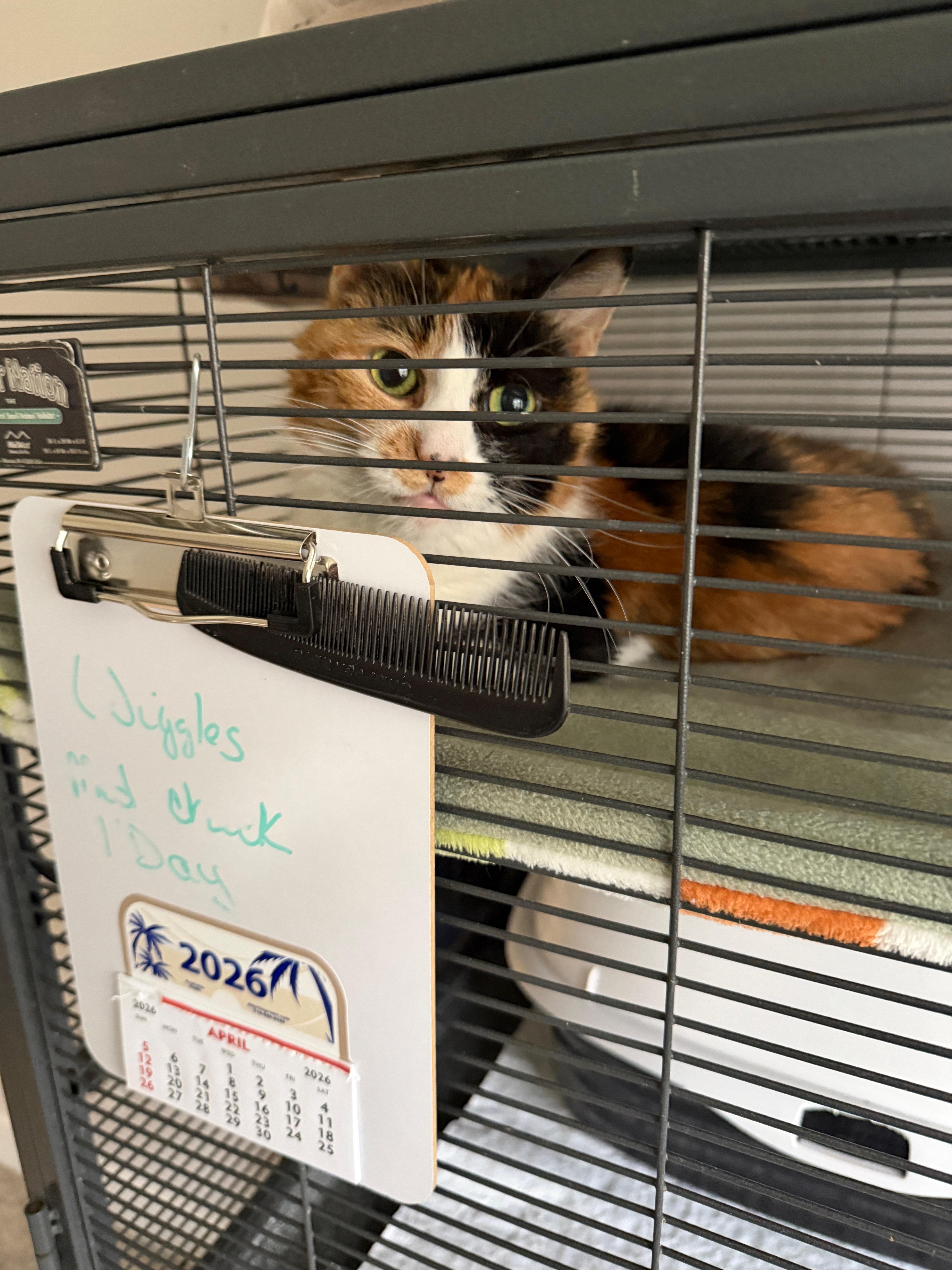Wiggles, Adoptable, Senior Female Domestic Short Hair.