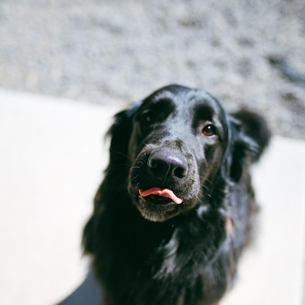 Enlarge Raider, a Adoptable mixed breed in Pullman, WA image 1/5