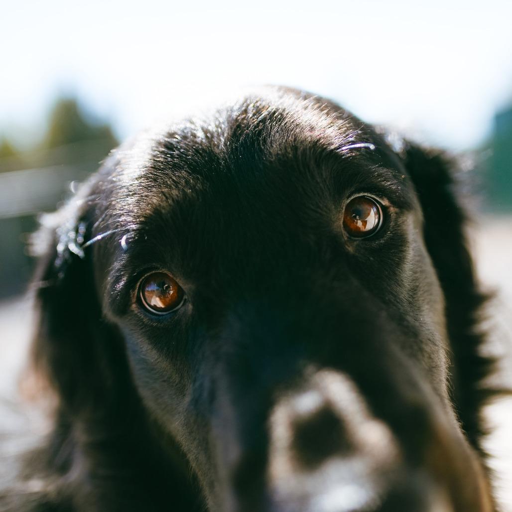 Enlarge Raider, a Adoptable mixed breed in Pullman, WA image 2/5