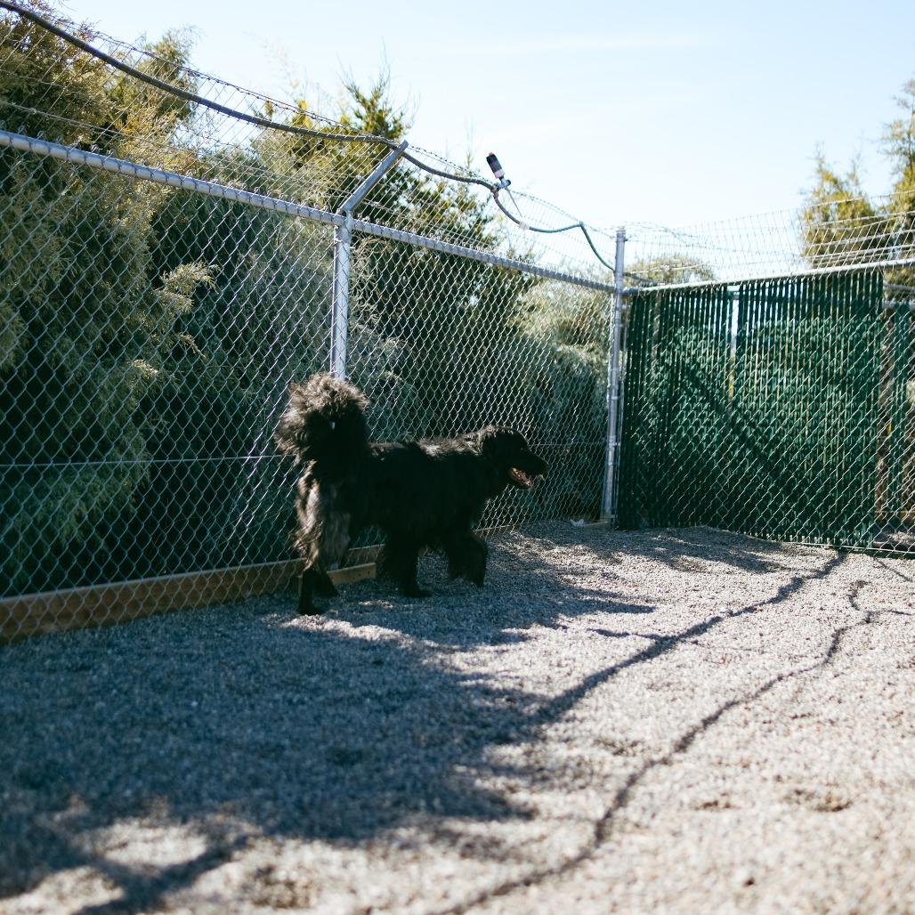 Enlarge Raider, a Adoptable mixed breed in Pullman, WA image 3/5