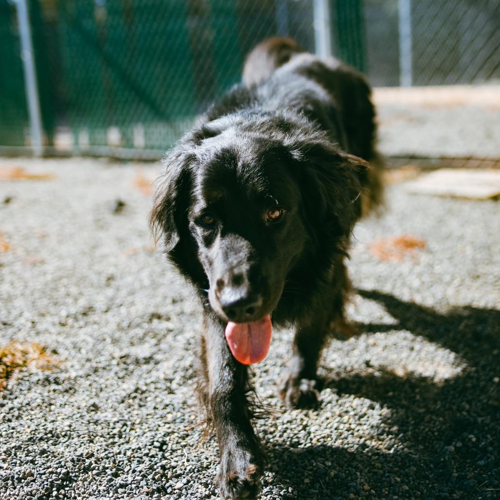 Enlarge Raider, a Adoptable mixed breed in Pullman, WA image 4/5