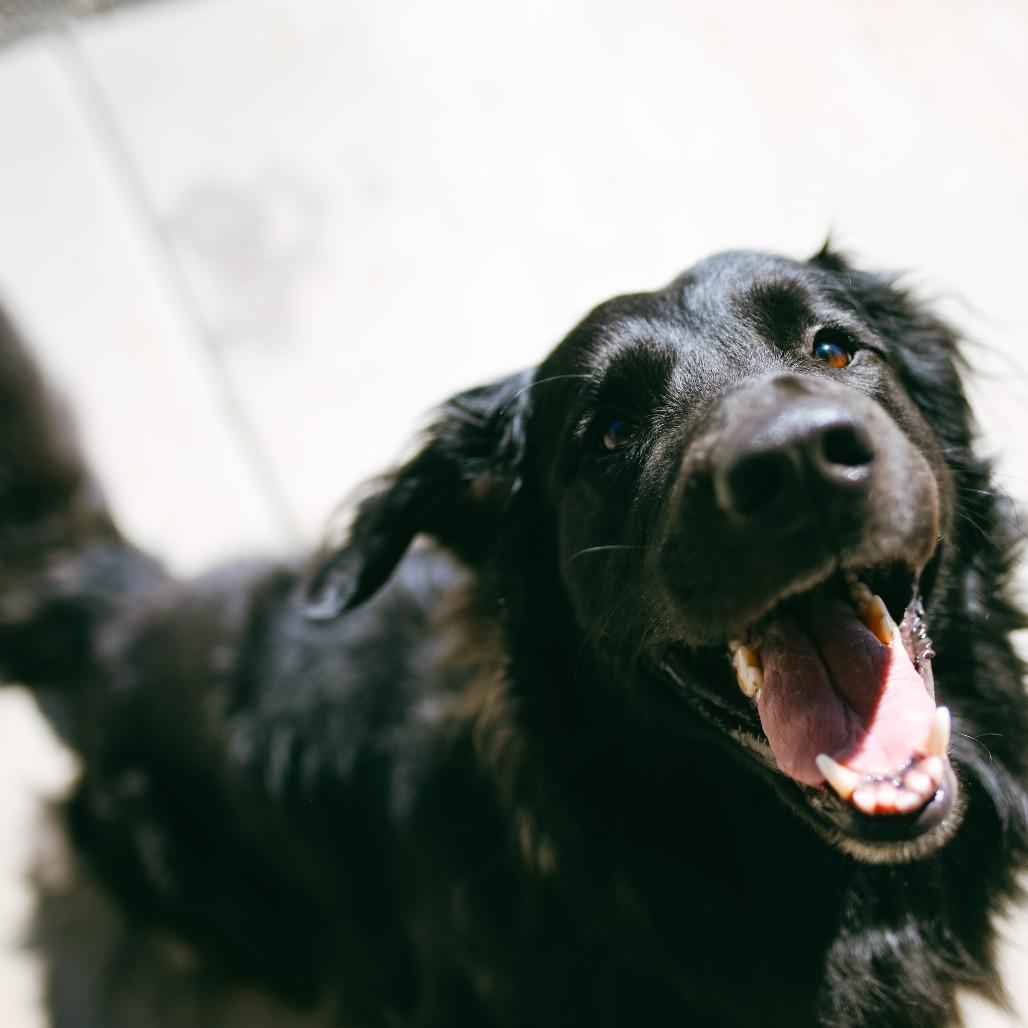 Enlarge Raider, a Adoptable mixed breed in Pullman, WA image 5/5