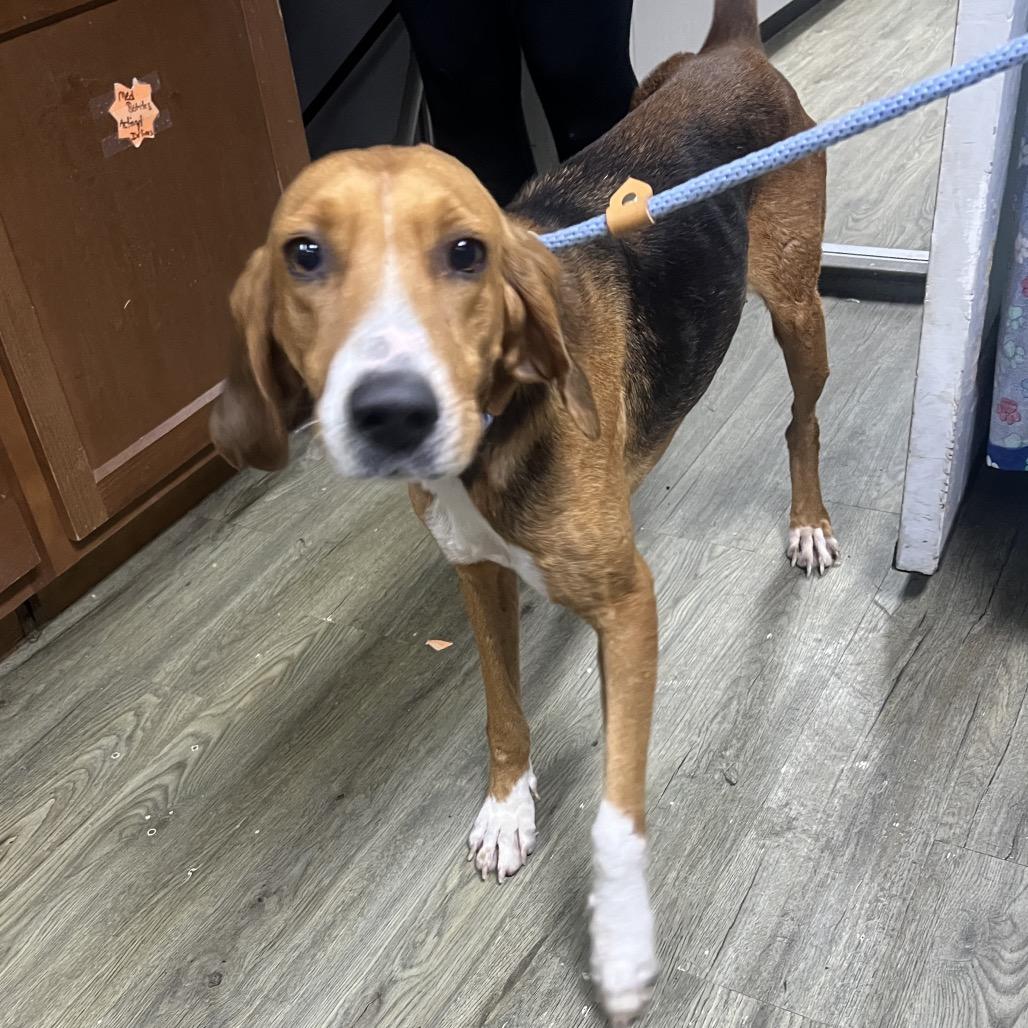 Aylani @ Foster, Adoptable, Adult Female Mixed Breed.