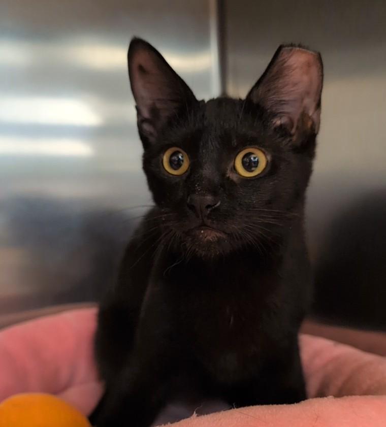 Pollux, Adoptable, Kitten Male Domestic Short Hair.