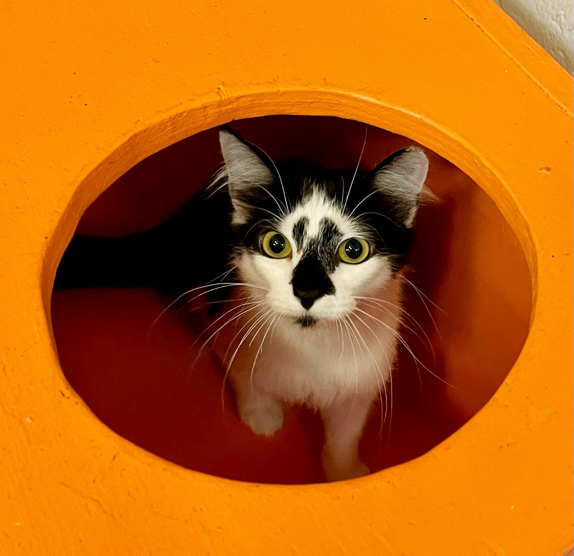 Wilma, a Adoptable Domestic Long Hair in Columbus, IN image 2/3