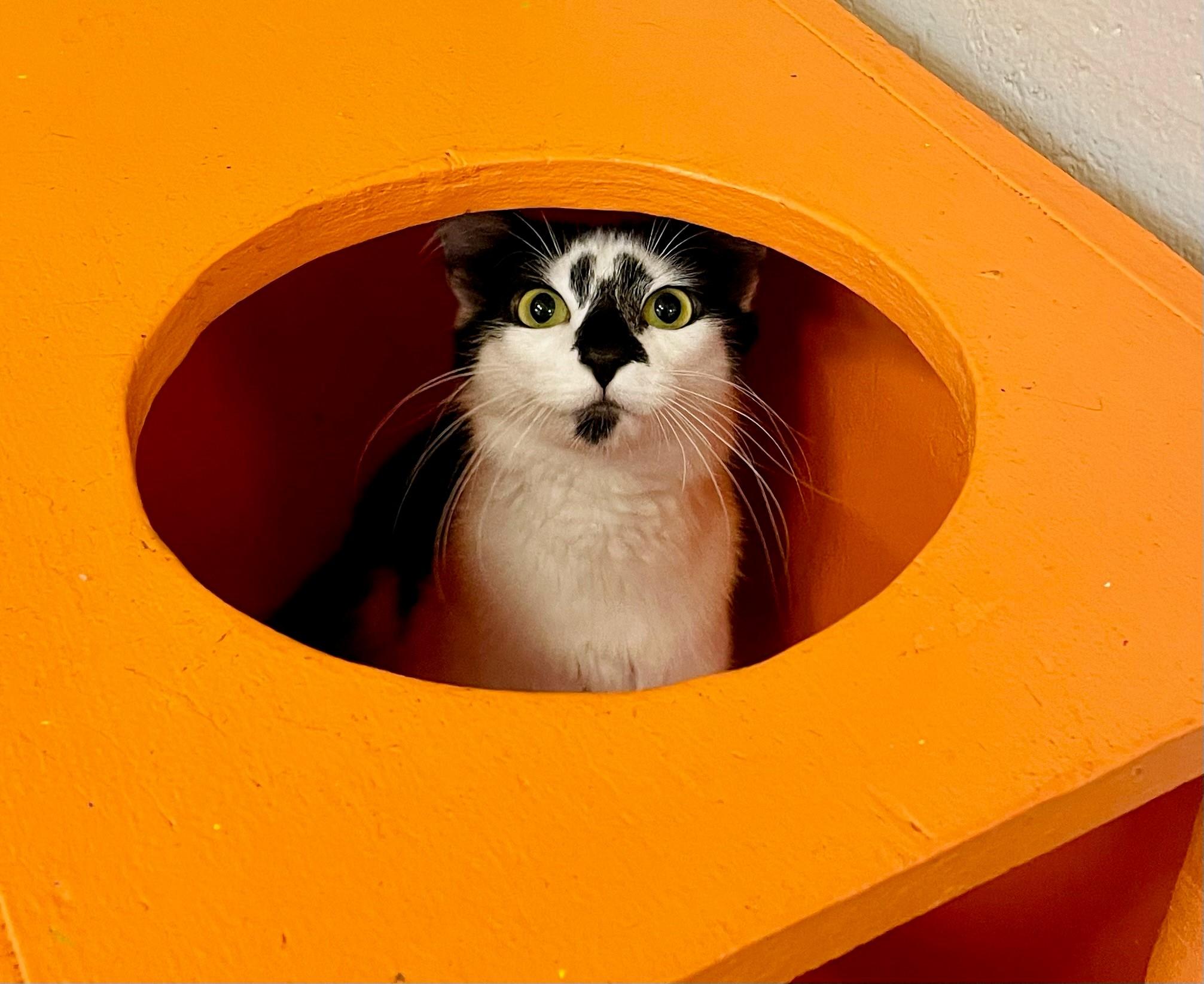 Wilma, a Adoptable Domestic Long Hair in Columbus, IN image 3/3