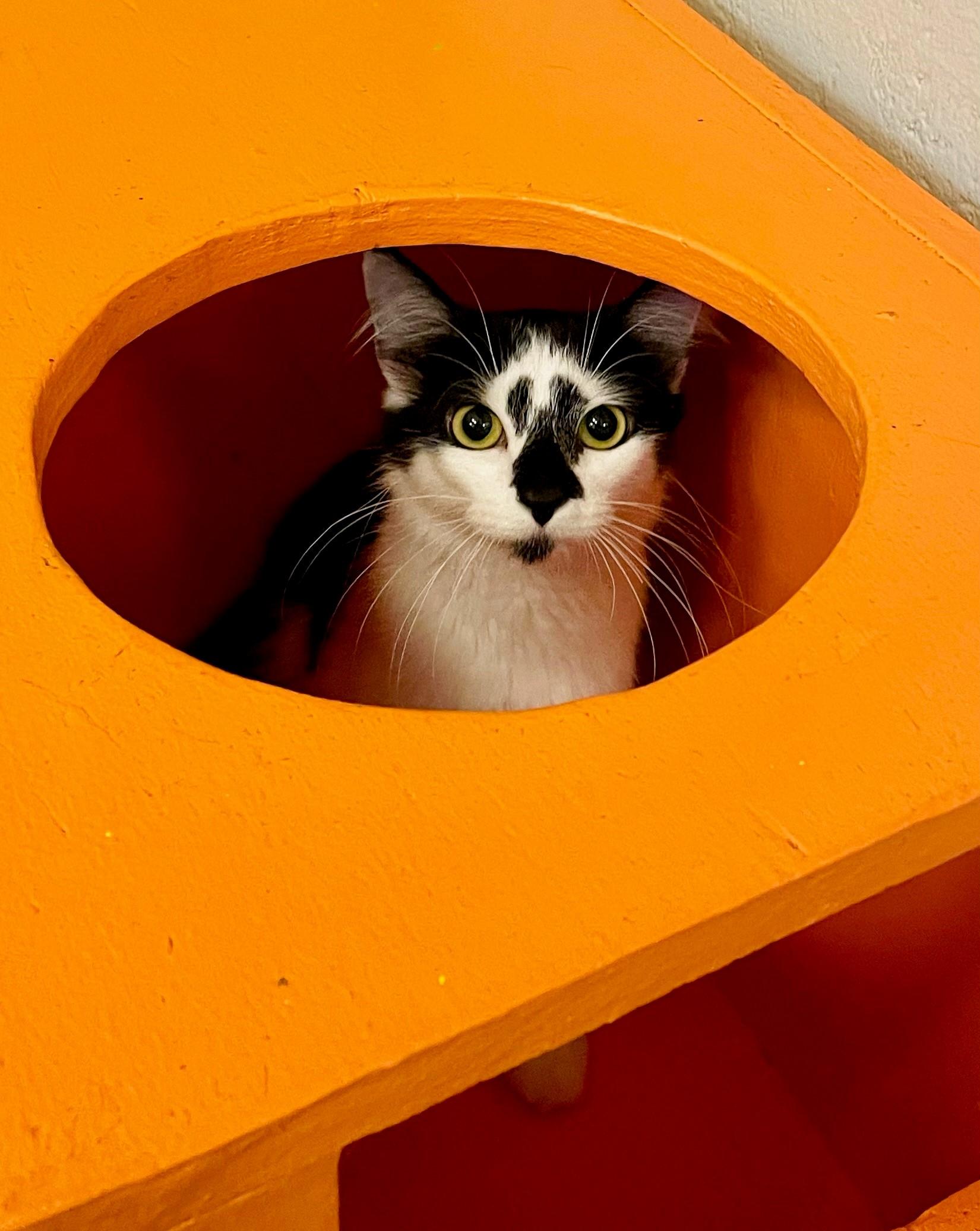 Wilma, Adoptable, Adult Female Domestic Long Hair.