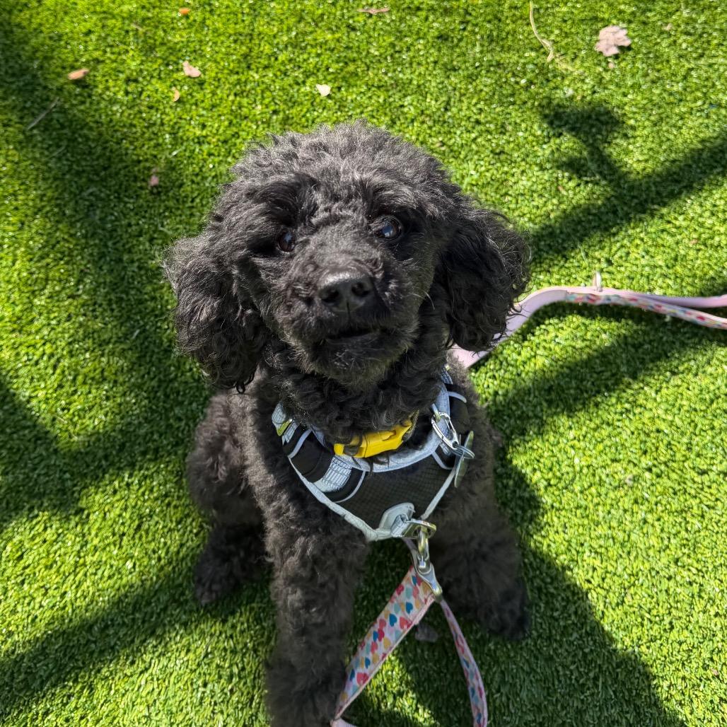 Louie, Adoptable, Adult Male Poodle.