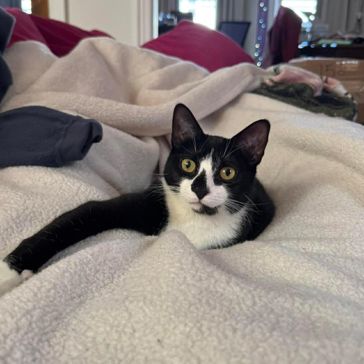 Enlarge Wyle - affectionate water baby!, a Adoptable Domestic Short Hair in Bronx, NY image 6/6