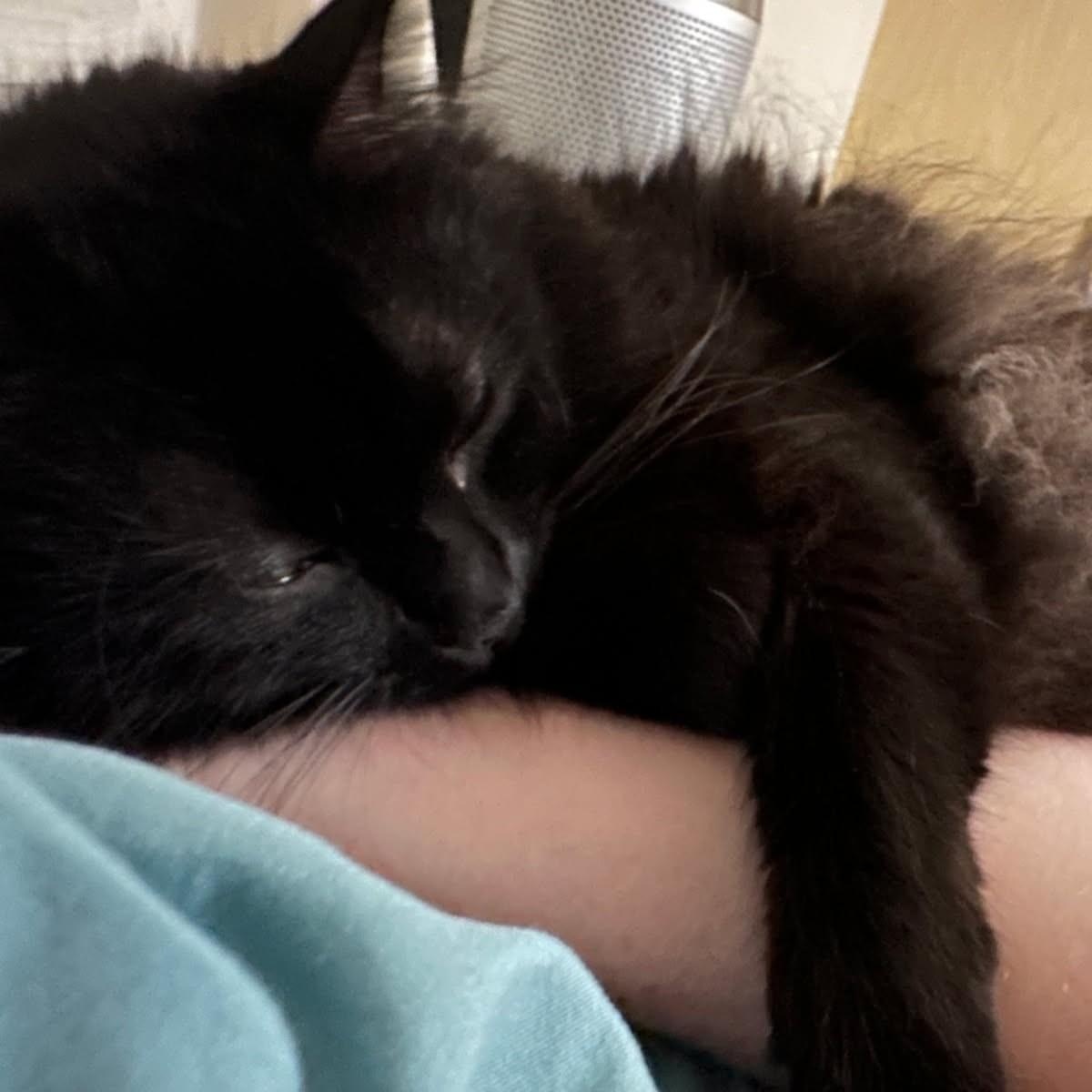 Enlarge Friday, a ADOPTABLE Domestic Long Hair in Renton , WA image 5/6