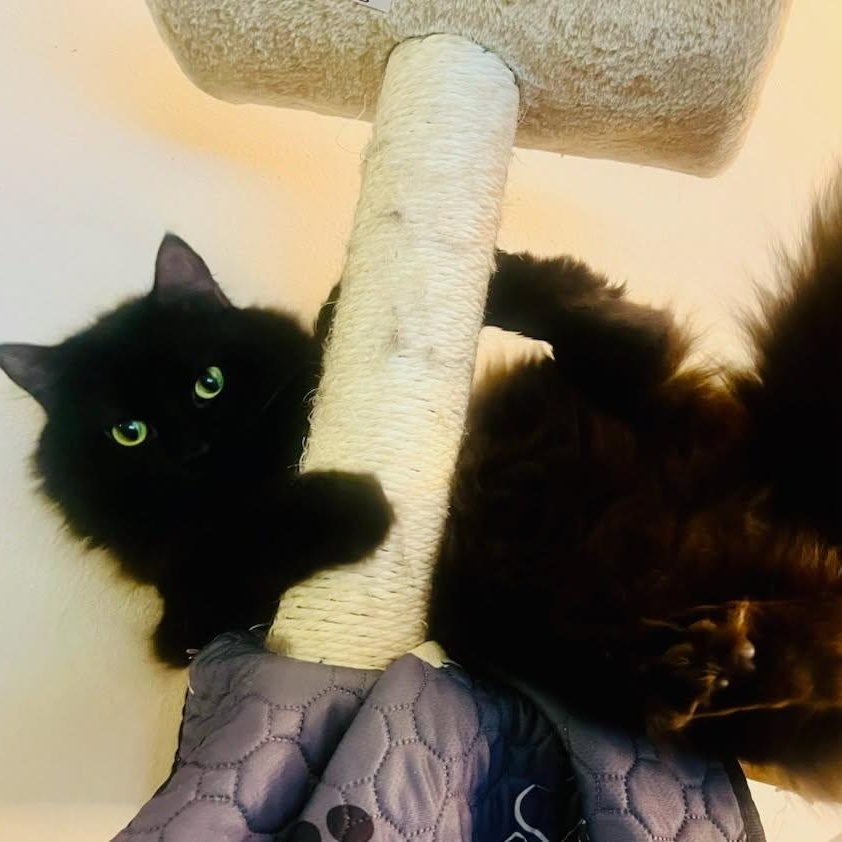 Enlarge Friday, a ADOPTABLE Domestic Long Hair in Renton , WA image 1/6