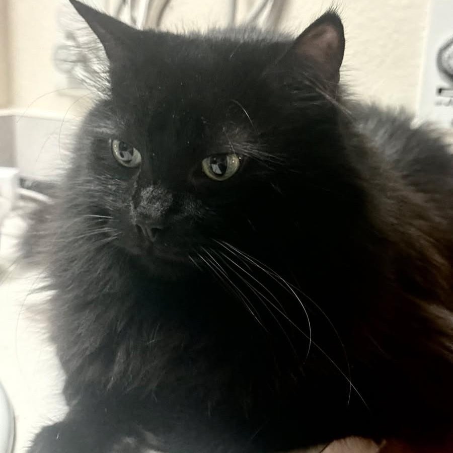 Enlarge Friday, a ADOPTABLE Domestic Long Hair in Renton , WA image 4/6