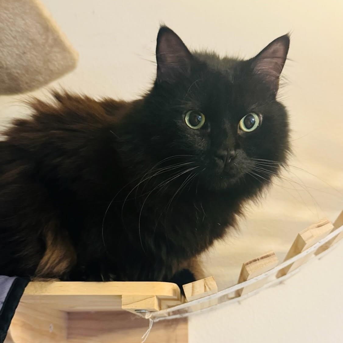 Enlarge Friday, a ADOPTABLE Domestic Long Hair in Renton , WA image 2/6