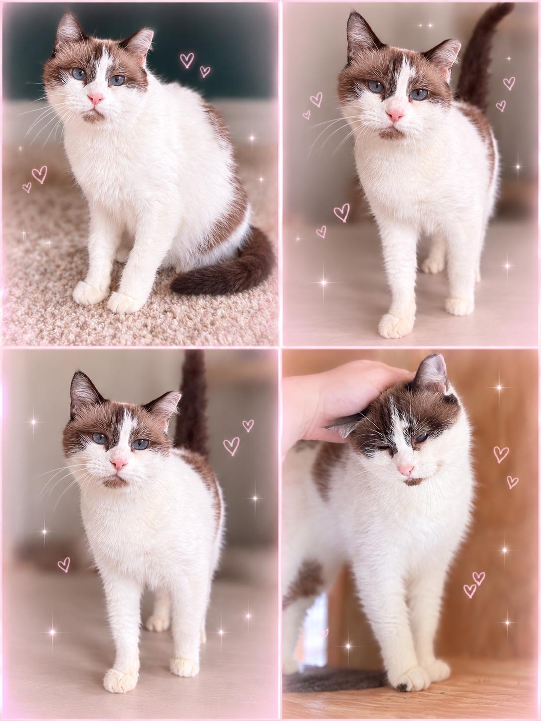 Glinda, Adoptable, Adult Female American Shorthair & Ragdoll.