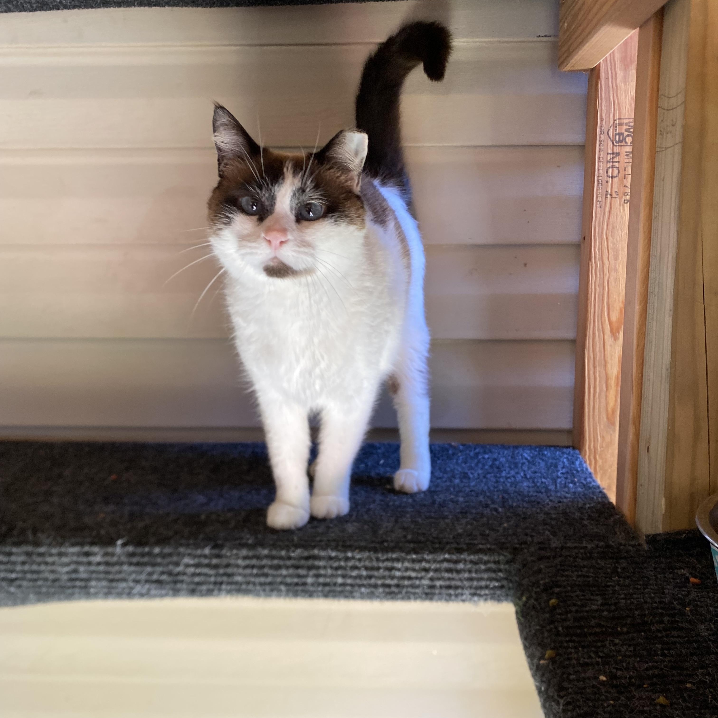 Glinda, a Adoptable mixed breed in Milton, FL image 1/4