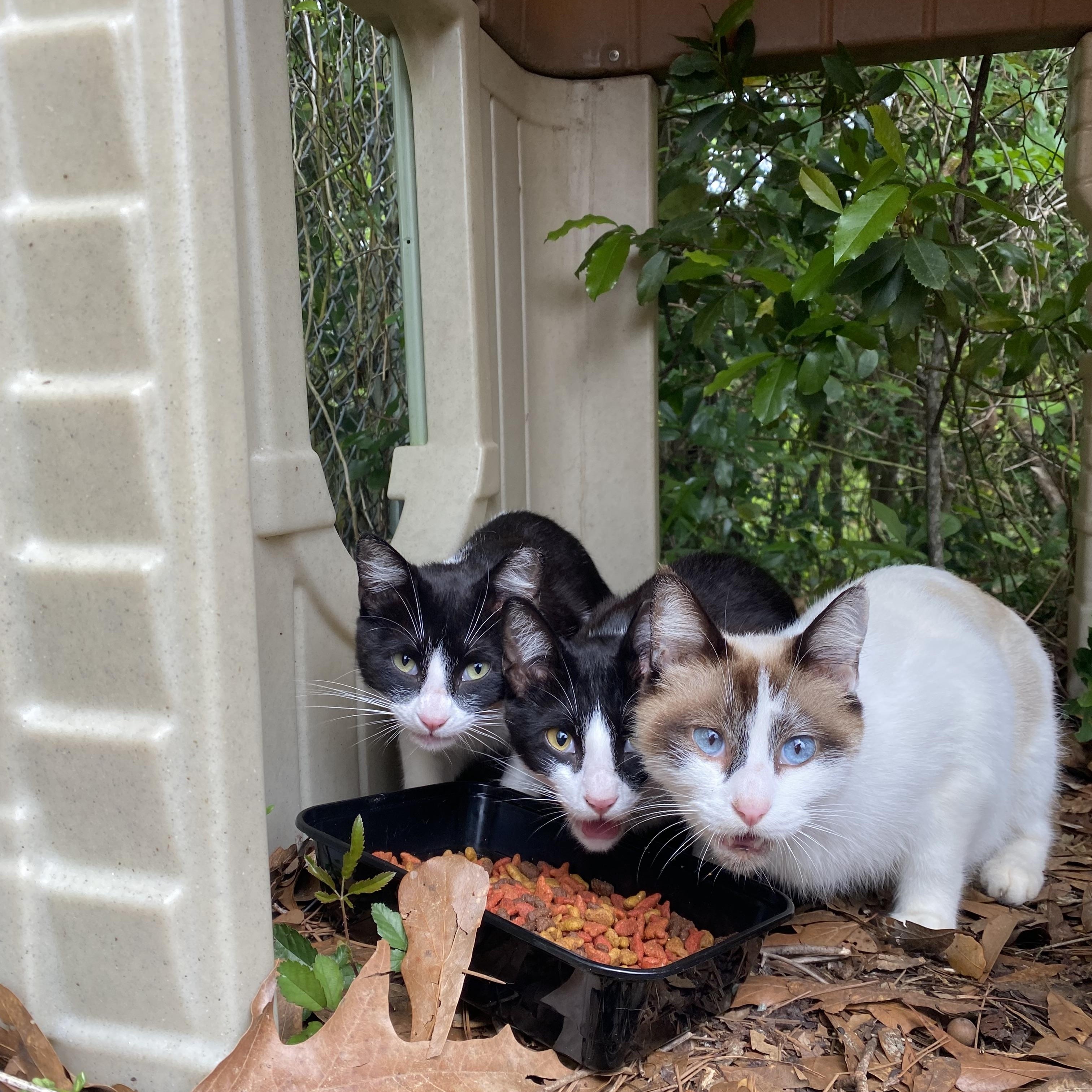 Glinda, a Adoptable mixed breed in Milton, FL image 4/4