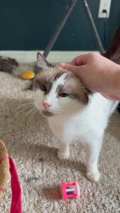 Enlarge Glinda, a Adoptable mixed breed in Milton, FL video 3/6