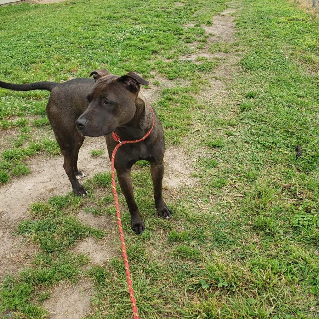 Sunny, a Adoptable Pit Bull Terrier in Houston, TX image 1/6