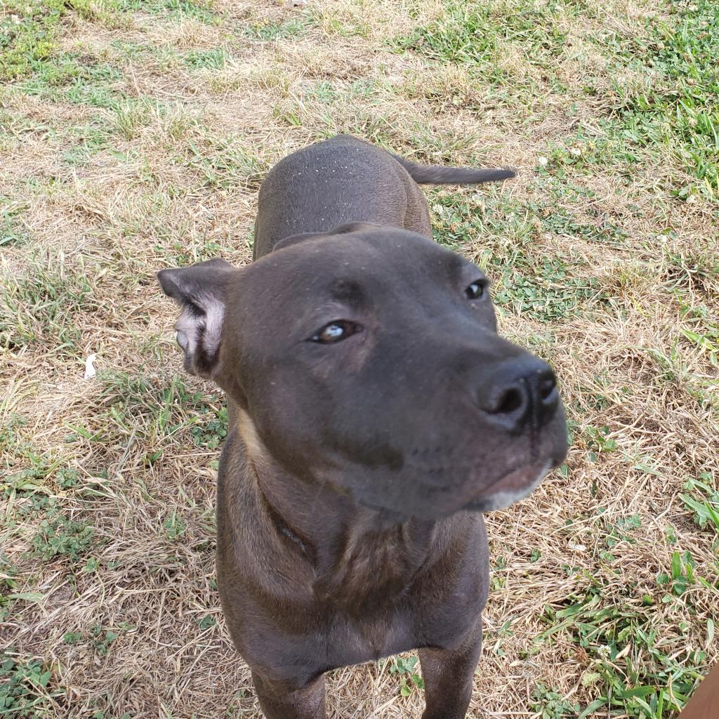 Sunny, a Adoptable Pit Bull Terrier in Houston, TX image 2/6