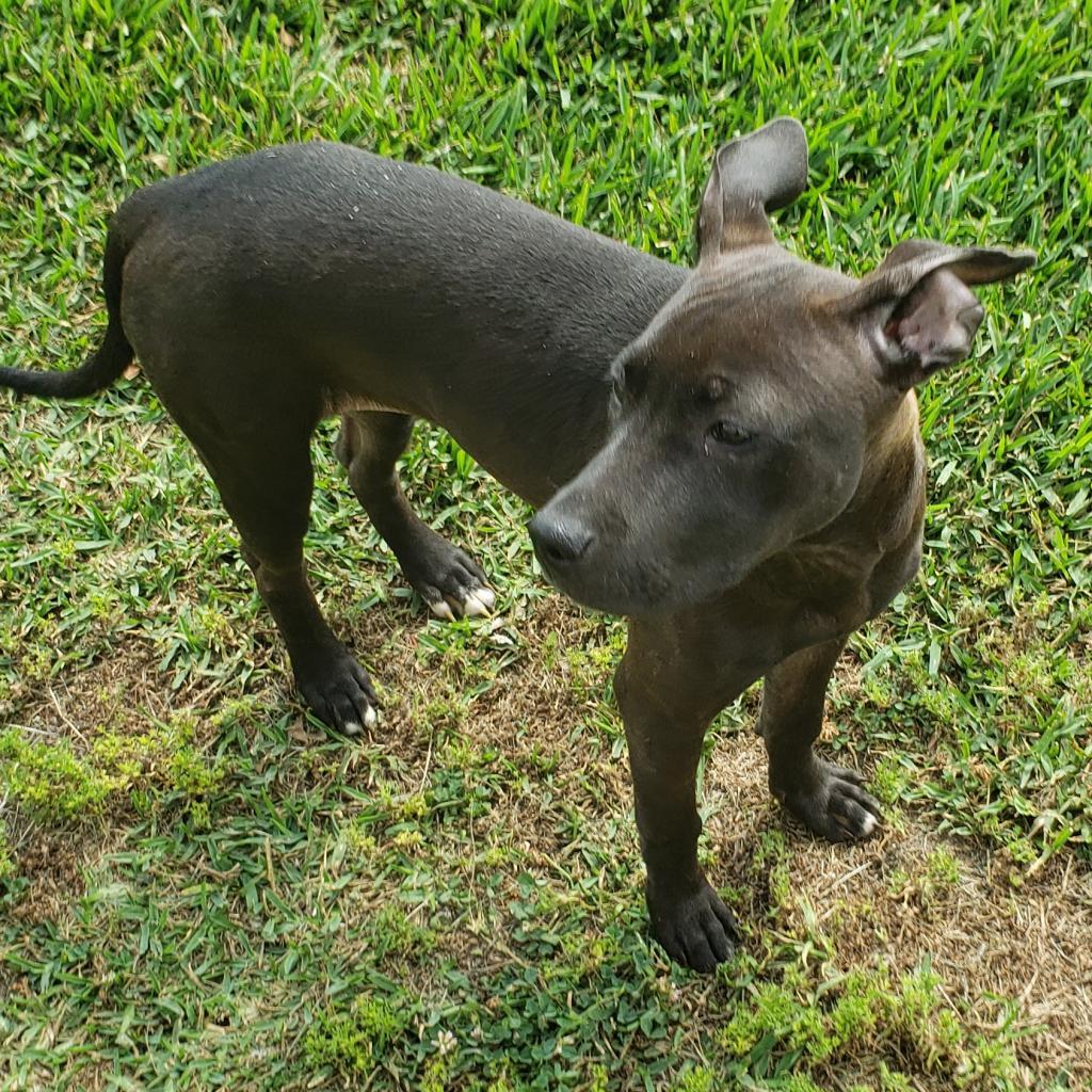 Enlarge Sunny, a Adoptable Pit Bull Terrier in Houston, TX image 3/6