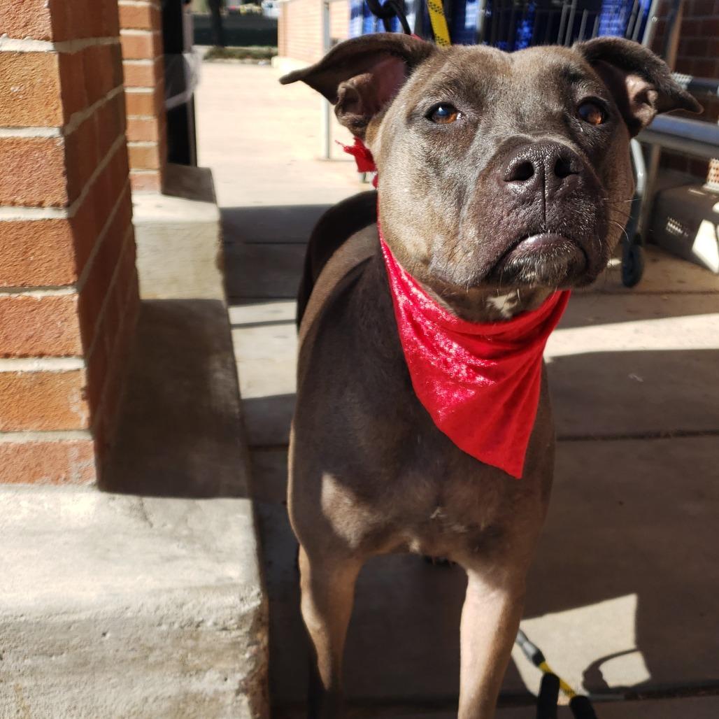 Sunny, a Adoptable Pit Bull Terrier in Houston, TX image 3/6