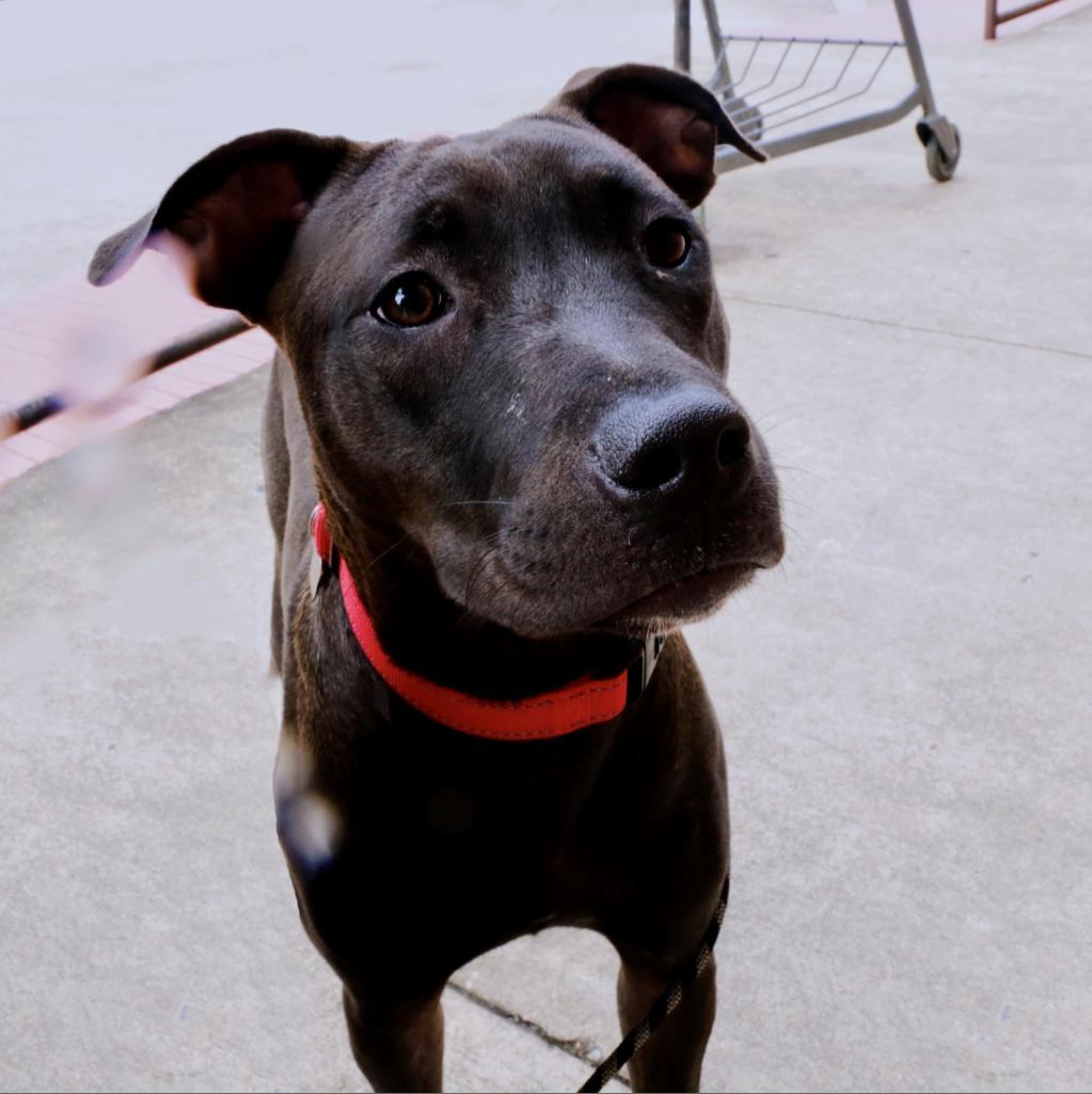 Sunny, a Adoptable Pit Bull Terrier in Houston, TX image 4/6