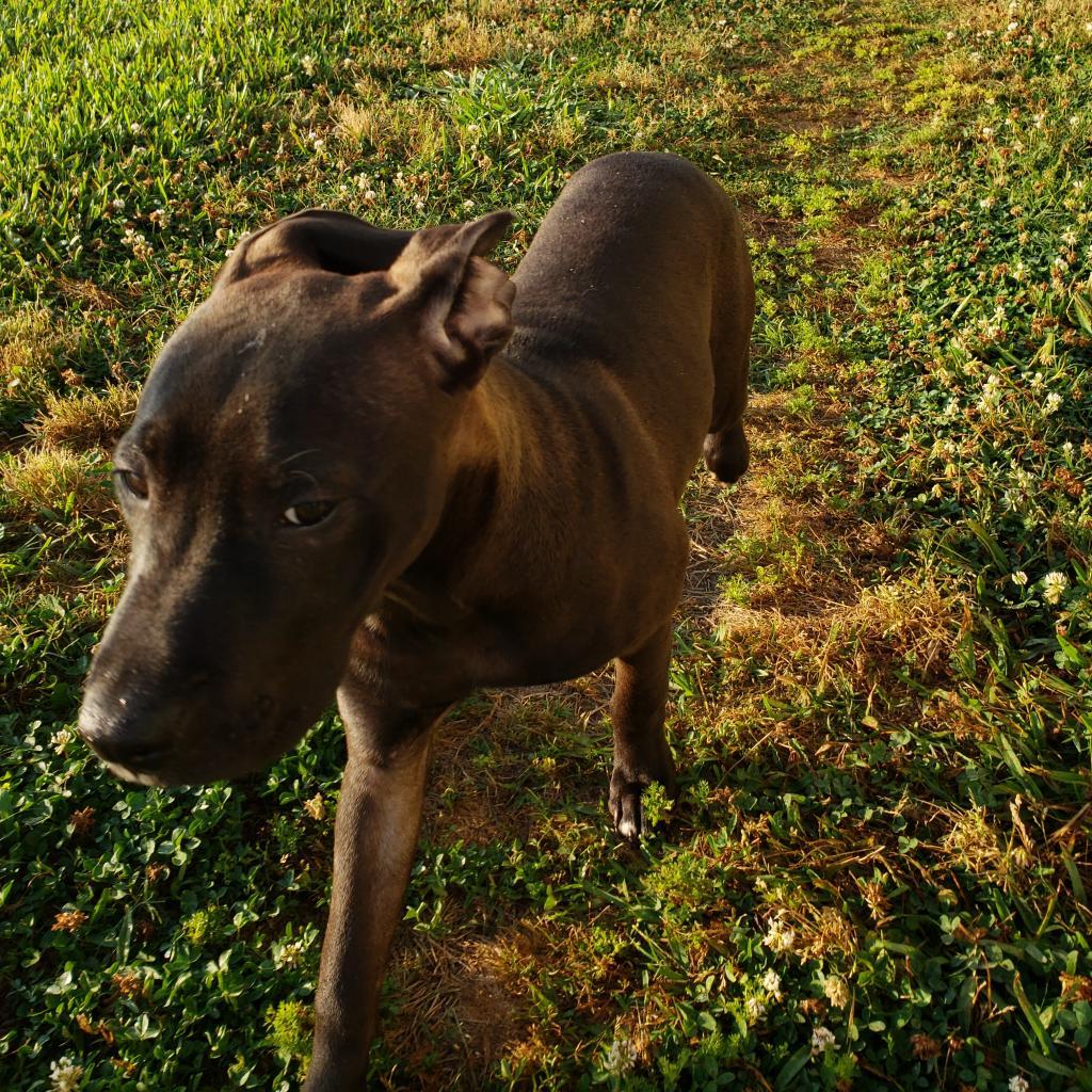Sunny, a Adoptable Pit Bull Terrier in Houston, TX image 5/6