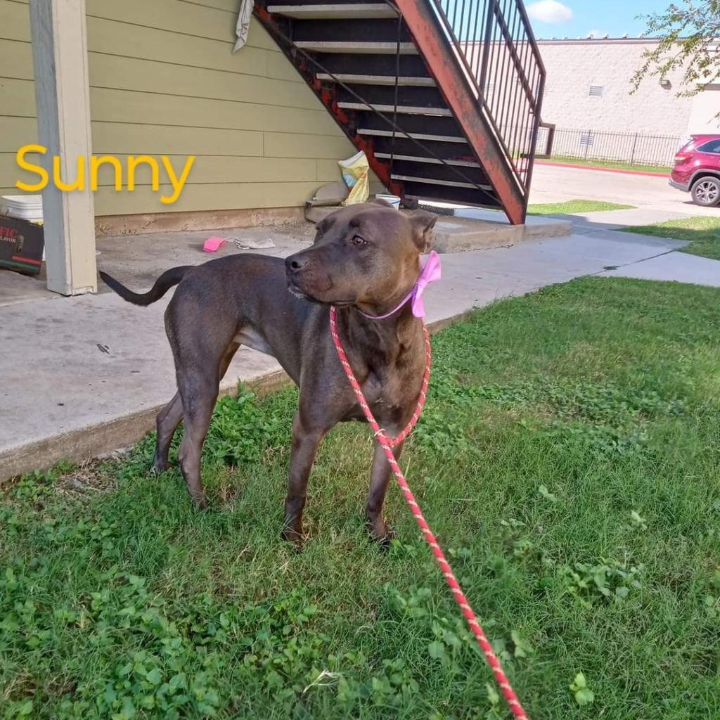 Sunny, a Adoptable Pit Bull Terrier in Houston, TX image 6/6