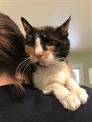 Enlarge Miffy - Available in Foster, a Adoptable Domestic Short Hair in Madison, NJ image 1/4