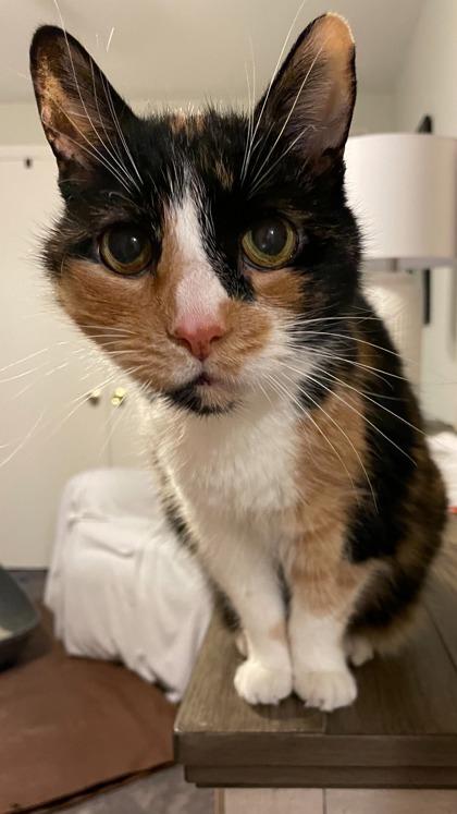 Enlarge Miffy - Available in Foster, a Adoptable Domestic Short Hair in Madison, NJ image 2/2