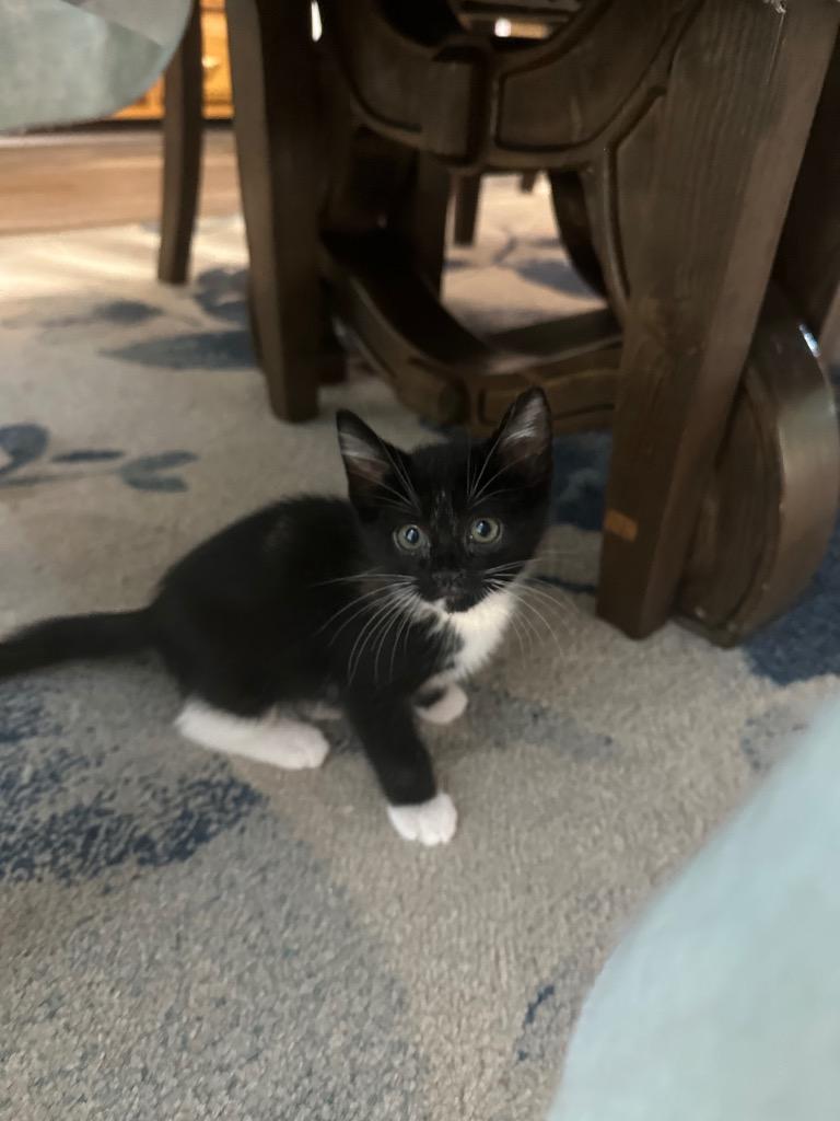 Ube, Adoptable, Kitten Female Domestic Short Hair.