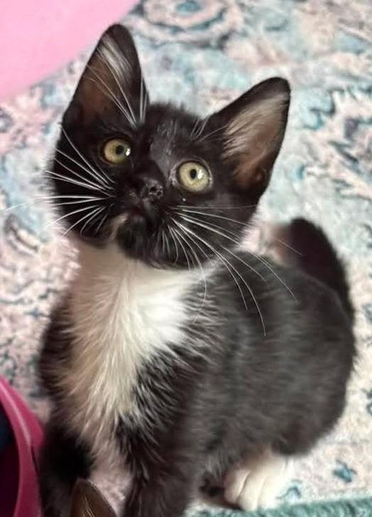 Ube, a Adoptable mixed breed in Newnan, GA image 2/3