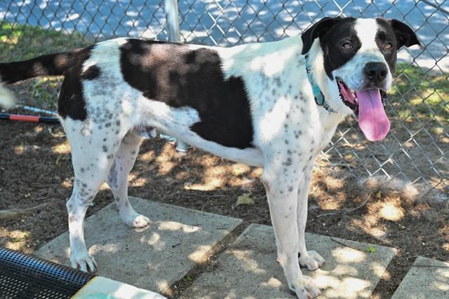 Enlarge JOSEPH, a Adoptable mixed breed in Ocala, FL image 1/1