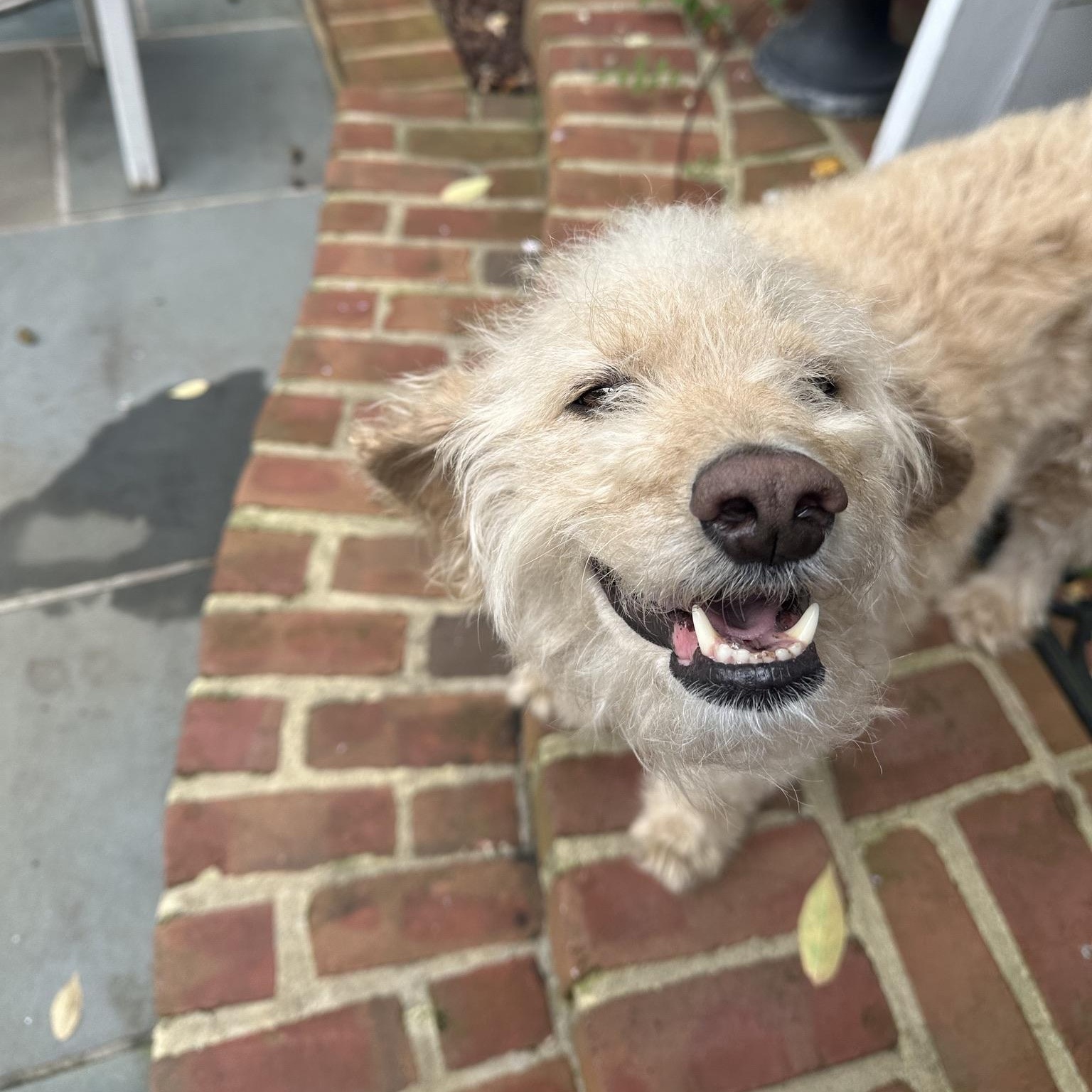 Franky, a ADOPTABLE Cockapoo in Richmond, VA image 5/5