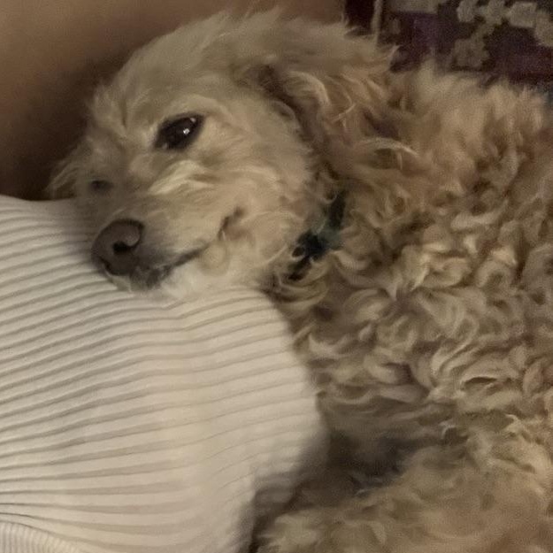 Franky, a ADOPTABLE Cockapoo in Richmond, VA image 4/5