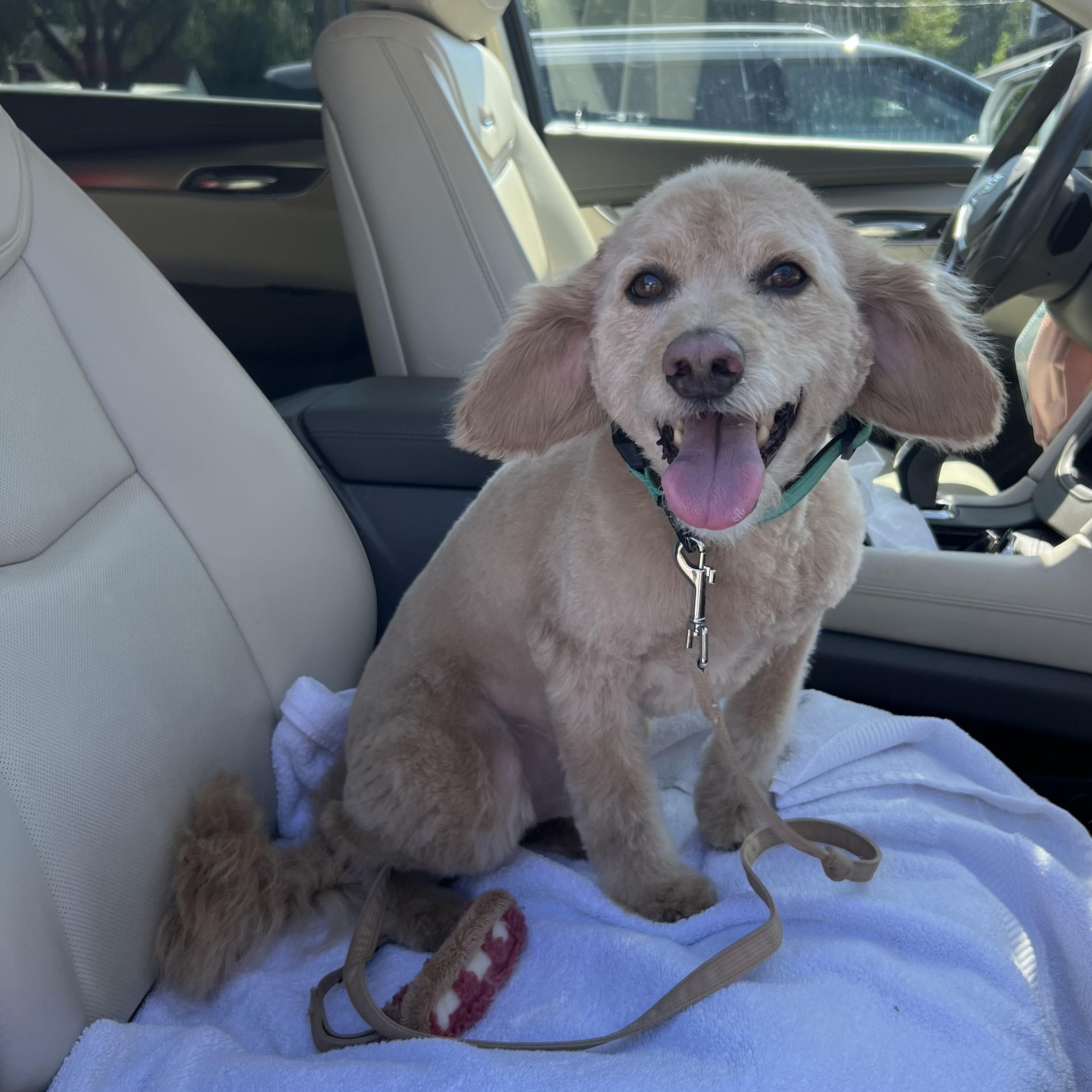 Franky, a ADOPTABLE Cockapoo in Richmond, VA image 2/5