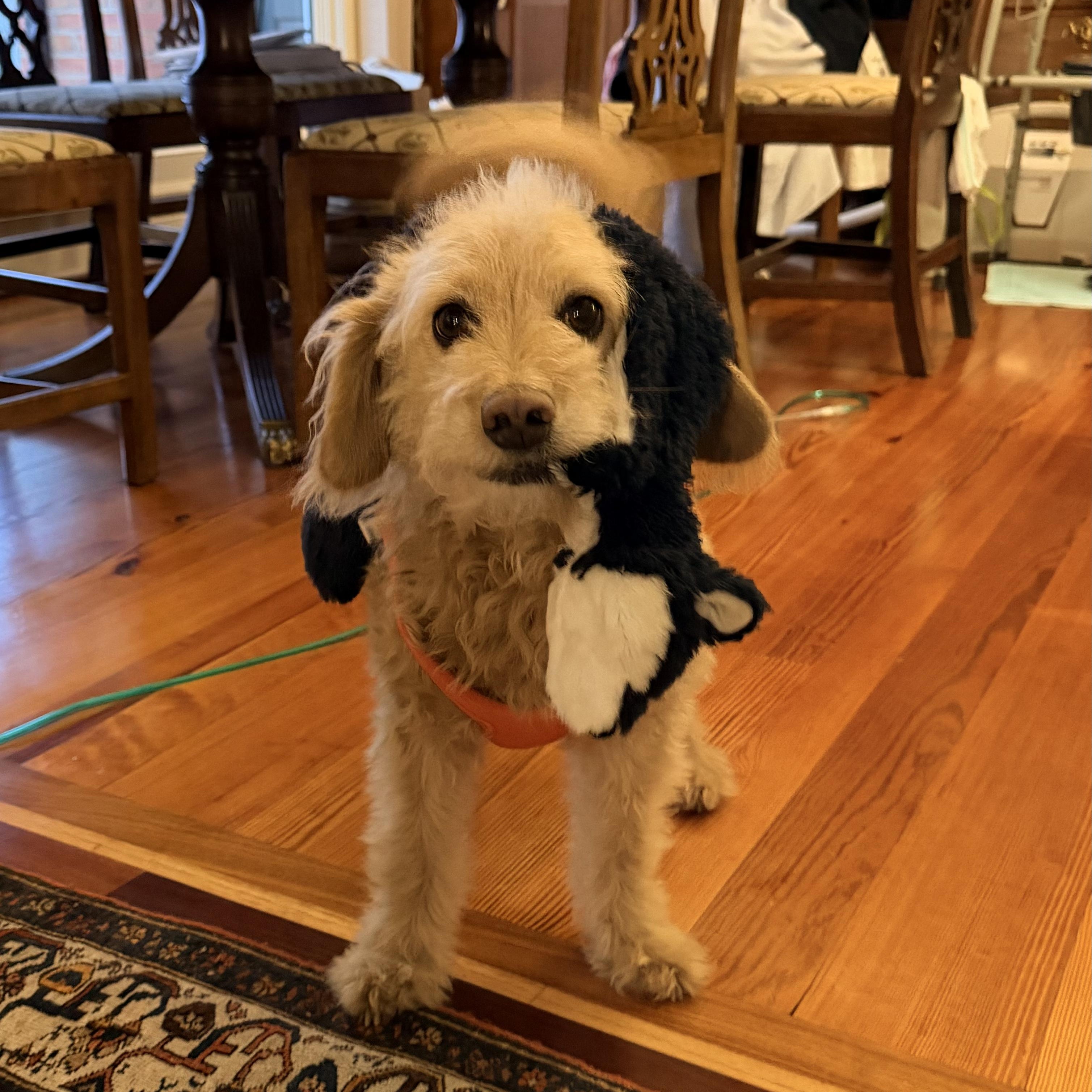 Franky, ADOPTABLE, Adult Male Cockapoo.