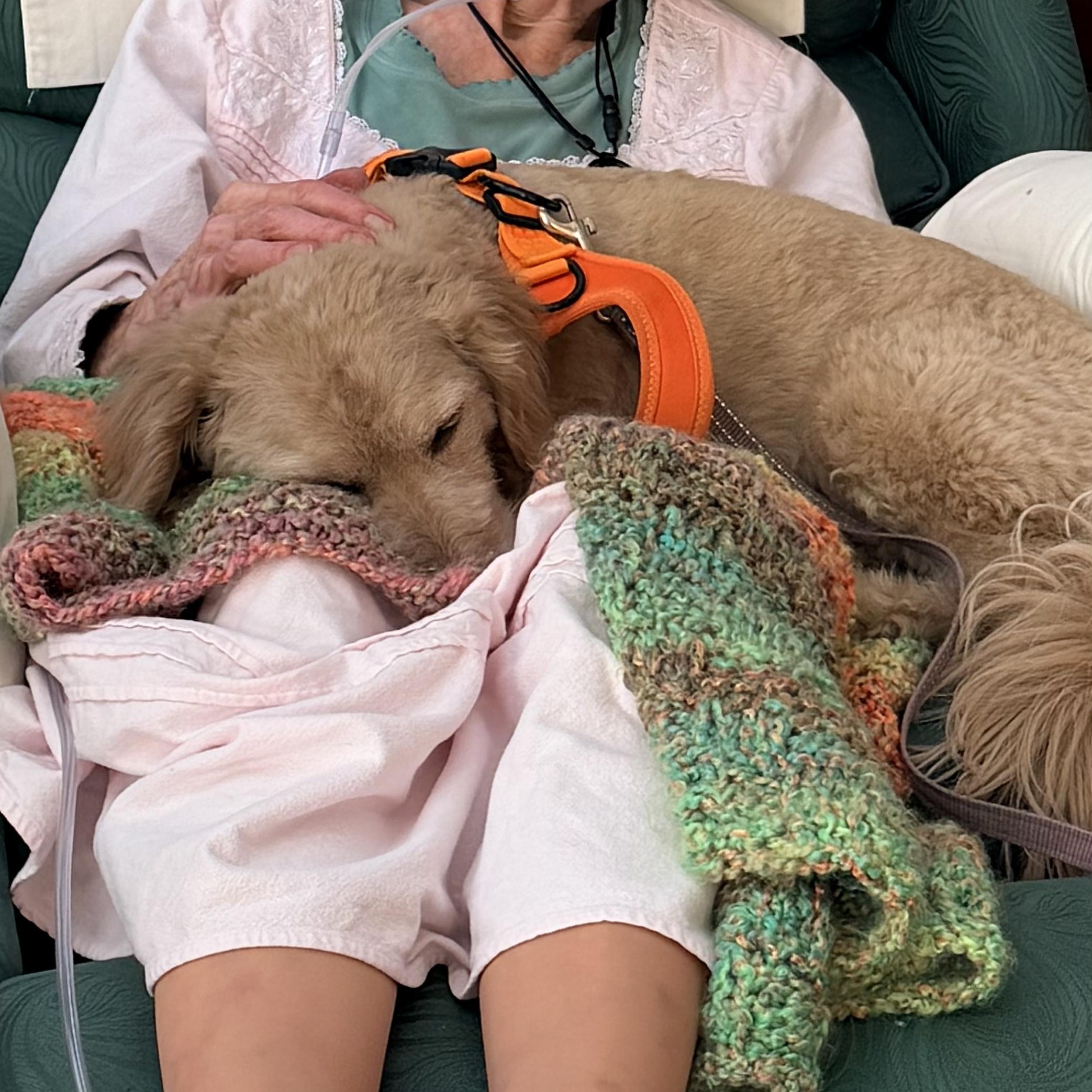 Franky, a ADOPTABLE Cockapoo in Richmond, VA image 3/5