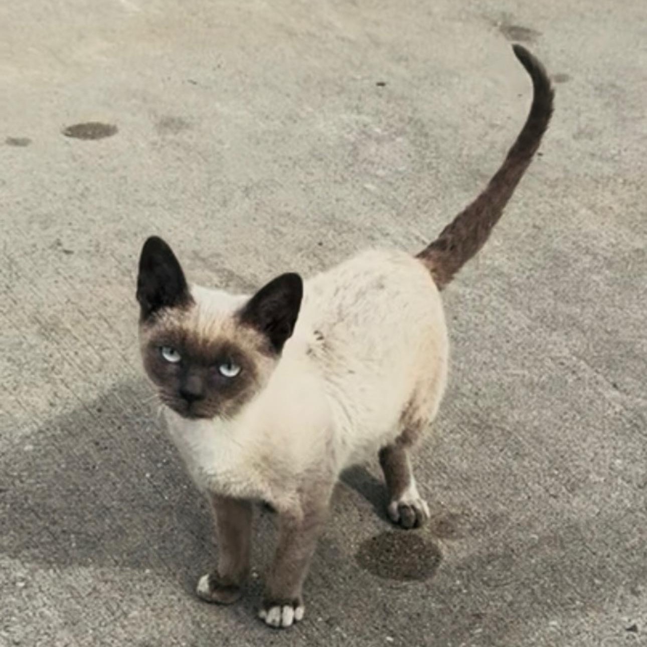 Violet, Adoptable, Young Female Domestic Short Hair & Siamese.