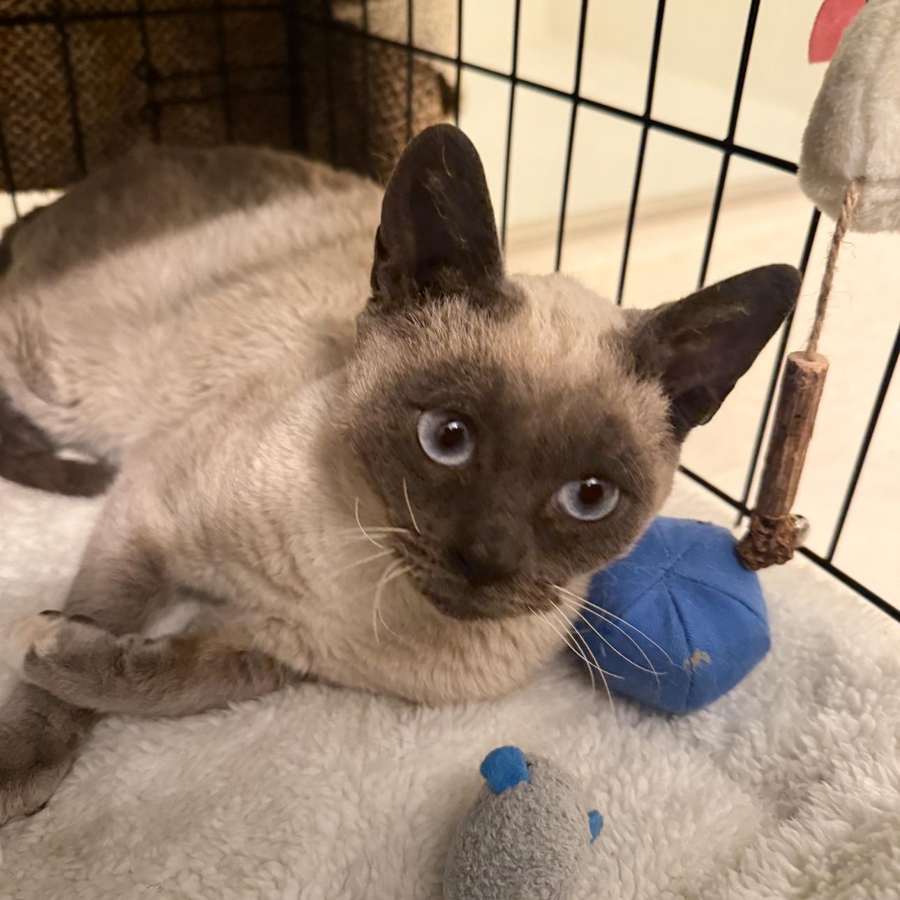 Violet, a Adoptable mixed breed in New york, NY image 2/2