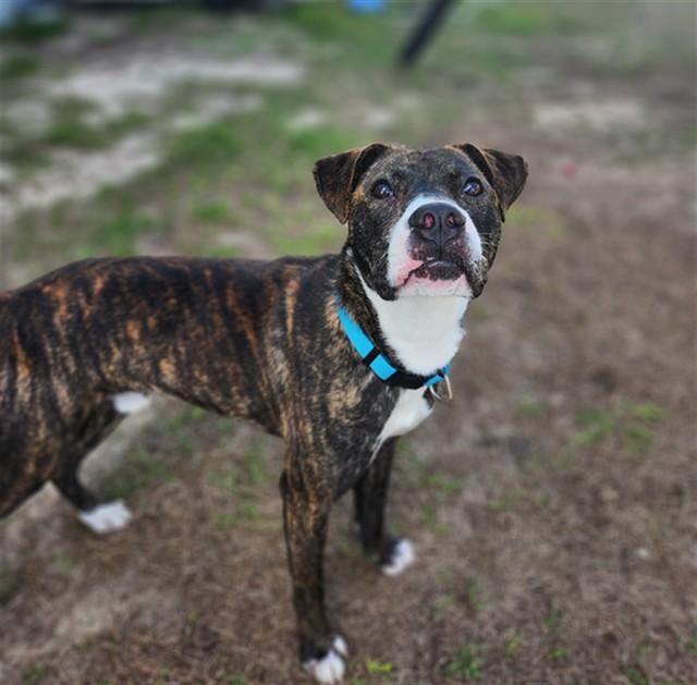 Enlarge VIXEN, a Adoptable mixed breed in Ocala, FL image 1/1