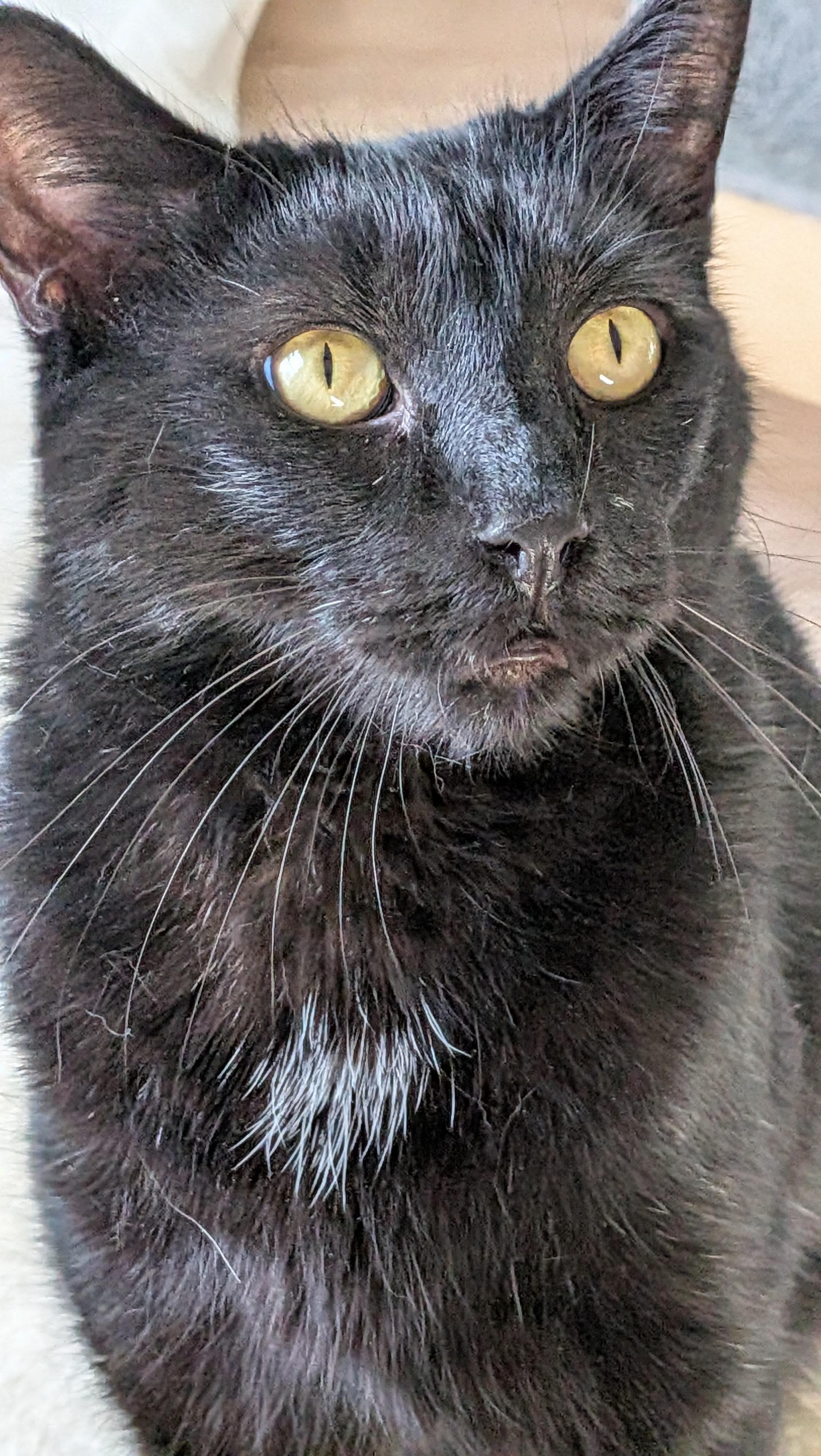 Enlarge Carl, a ADOPTABLE mixed breed in Wilmington, NC image 6/6