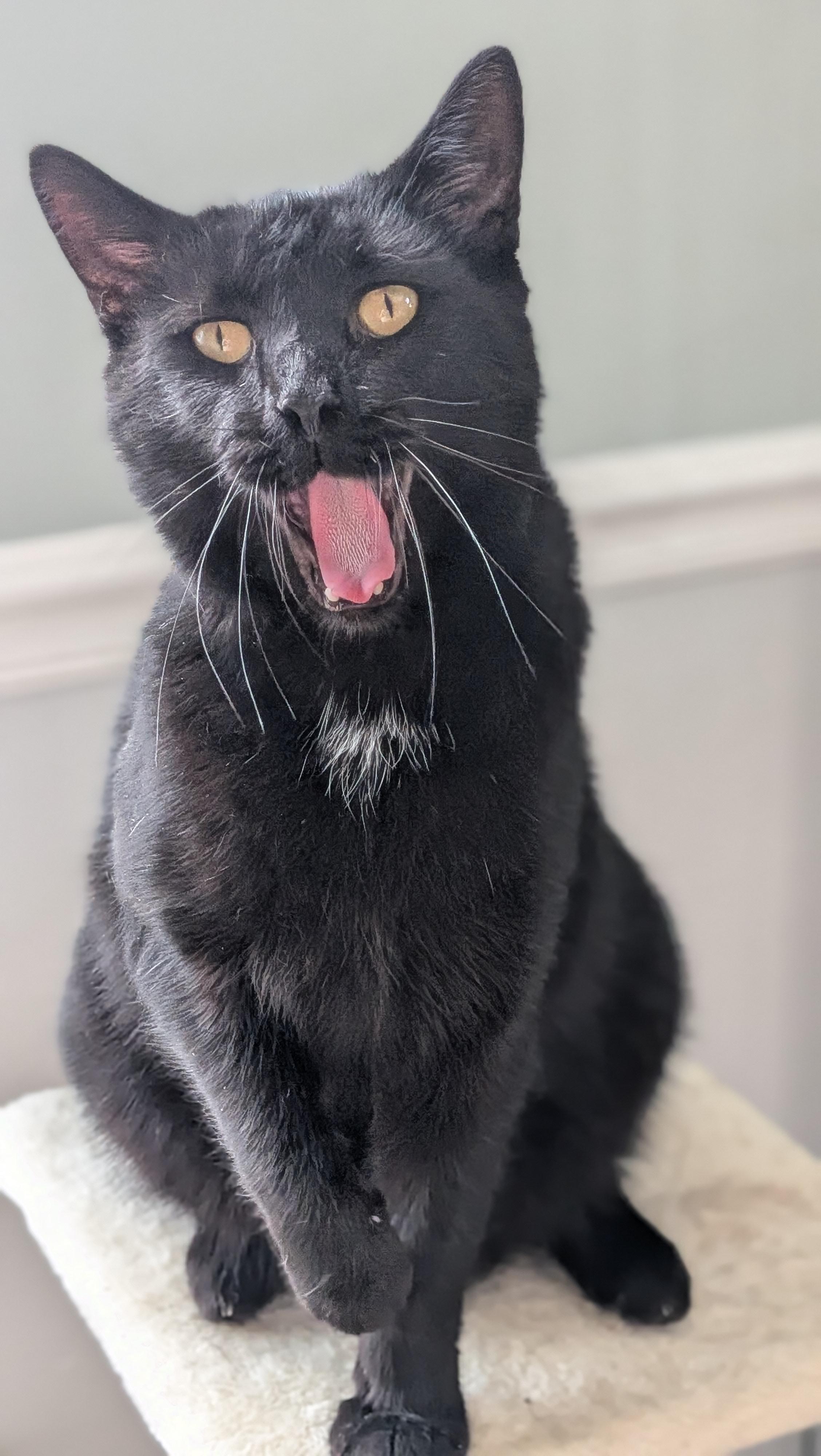 Enlarge Carl, a ADOPTABLE mixed breed in Wilmington, NC image 4/6