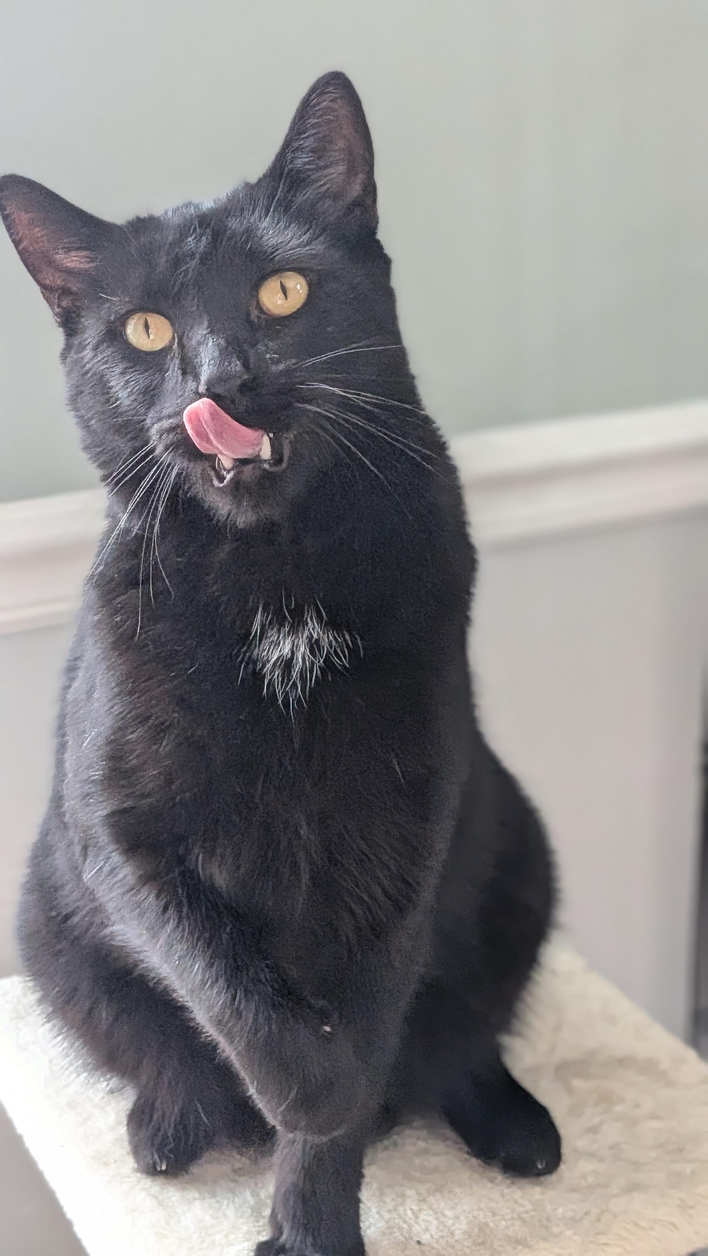 Enlarge Carl, a ADOPTABLE mixed breed in Wilmington, NC image 5/6