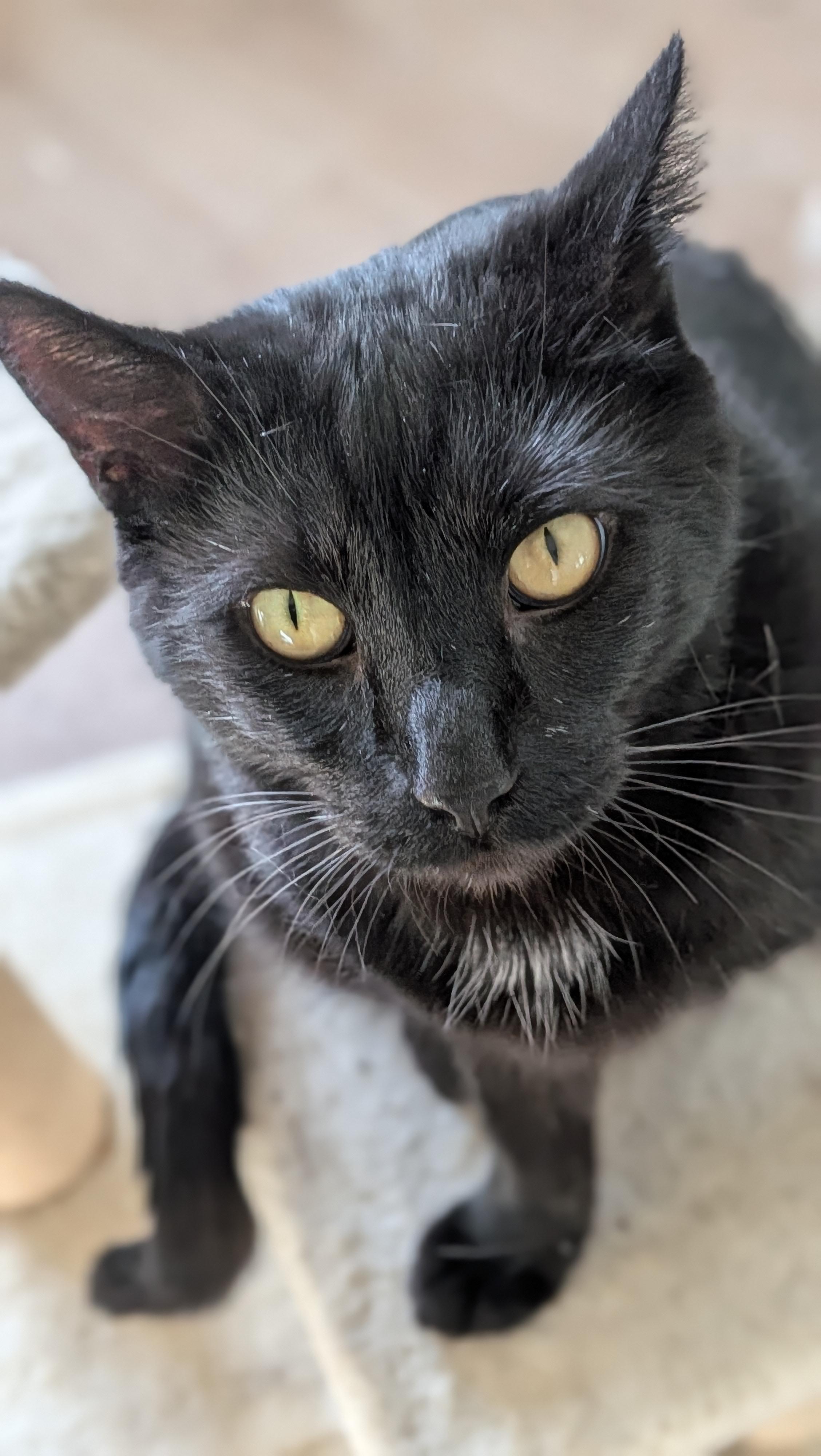 Enlarge Carl, a ADOPTABLE mixed breed in Wilmington, NC image 3/6