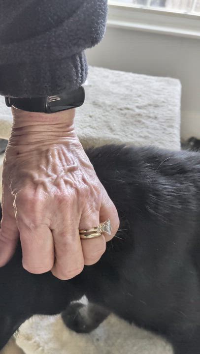 Enlarge Carl, a ADOPTABLE mixed breed in Wilmington, NC video 2/6